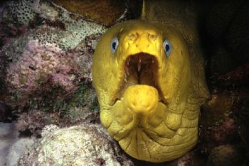 Night shot at 40 feet, on the reef at Habitat Curacao. Us... by Dave Kolenousky 